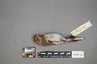 Plectrophenax nivalis image