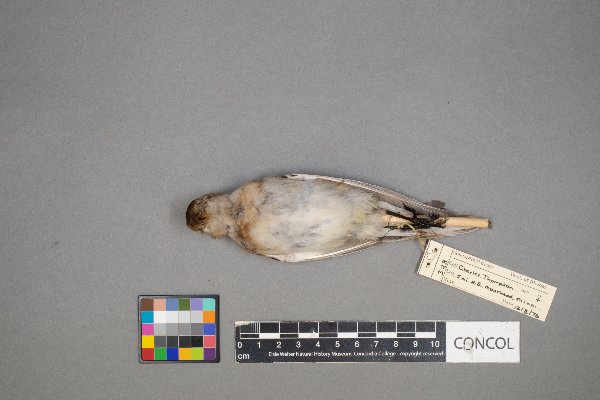 Plectrophenax nivalis image