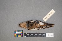 Plectrophenax nivalis image