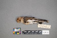 Plectrophenax nivalis image