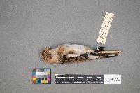 Plectrophenax nivalis image