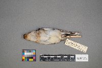 Plectrophenax nivalis image