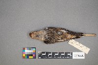 Plectrophenax nivalis image