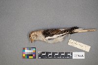 Plectrophenax nivalis image