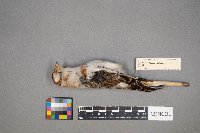 Plectrophenax nivalis image