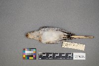 Plectrophenax nivalis image