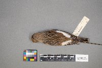 Plectrophenax nivalis image