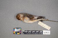 Plectrophenax nivalis image