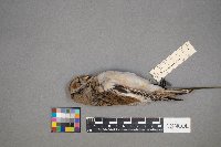 Plectrophenax nivalis image