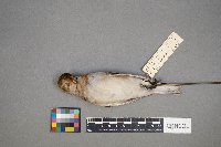 Plectrophenax nivalis image