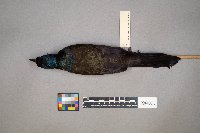 Quiscalus quiscula image