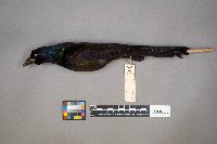 Quiscalus quiscula image