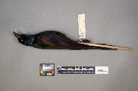 Quiscalus quiscula image