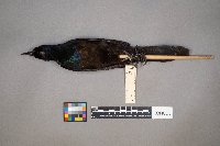 Quiscalus quiscula image