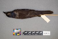 Euphagus cyanocephalus image