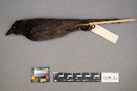 Euphagus cyanocephalus image