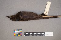 Euphagus cyanocephalus image