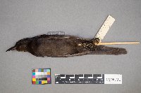 Euphagus cyanocephalus image