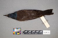 Euphagus cyanocephalus image