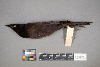 Euphagus cyanocephalus image