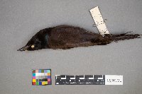 Euphagus cyanocephalus image