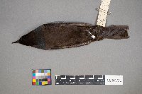 Euphagus cyanocephalus image