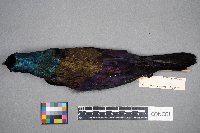 Quiscalus quiscula image