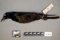 Quiscalus quiscula image