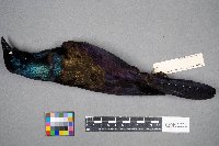 Quiscalus quiscula image