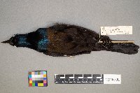 Quiscalus quiscula image