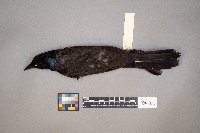 Quiscalus quiscula image