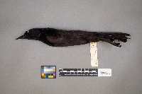 Quiscalus quiscula image