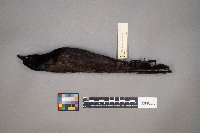 Quiscalus quiscula image