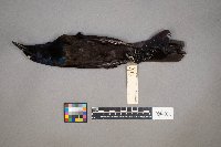 Quiscalus quiscula image