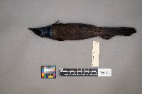 Quiscalus quiscula image