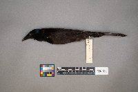 Quiscalus quiscula image