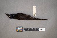 Quiscalus quiscula image