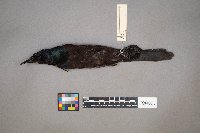 Quiscalus quiscula image