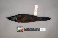 Quiscalus quiscula image