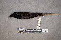 Quiscalus quiscula image