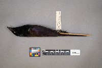 Quiscalus quiscula image