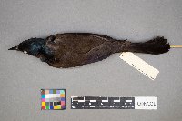 Euphagus cyanocephalus image