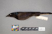 Euphagus cyanocephalus image