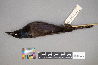 Euphagus cyanocephalus image