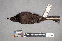 Euphagus cyanocephalus image