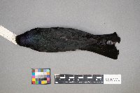 Euphagus cyanocephalus image