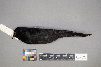 Euphagus cyanocephalus image