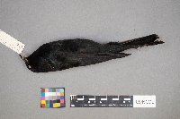 Euphagus cyanocephalus image