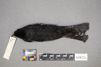 Euphagus cyanocephalus image