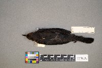 Euphagus carolinus image